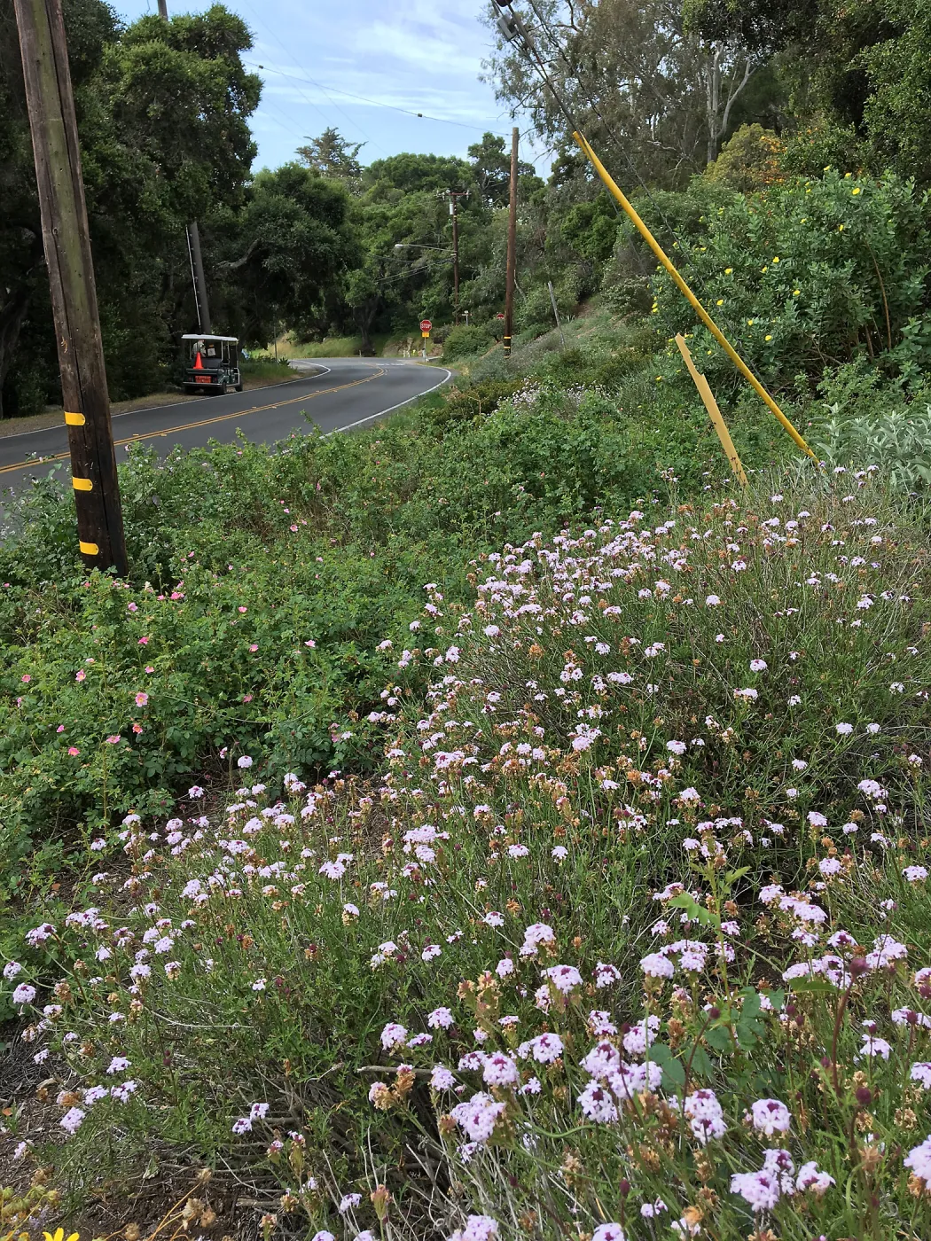 Tunnel Triangle, Verbena Paseo Rancho 