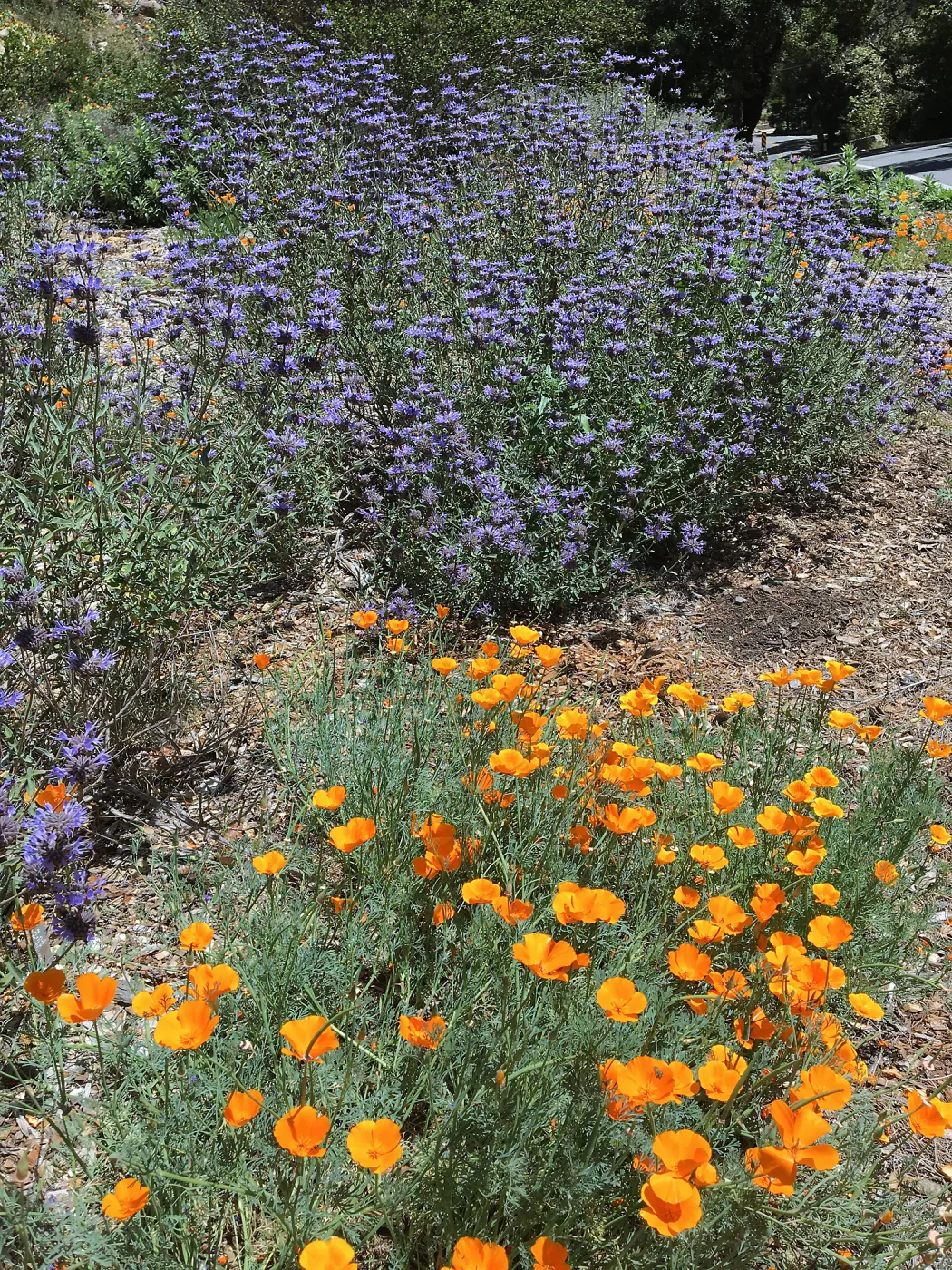 Salvia (Sage) Allen Chickering at Tunnel Triangle