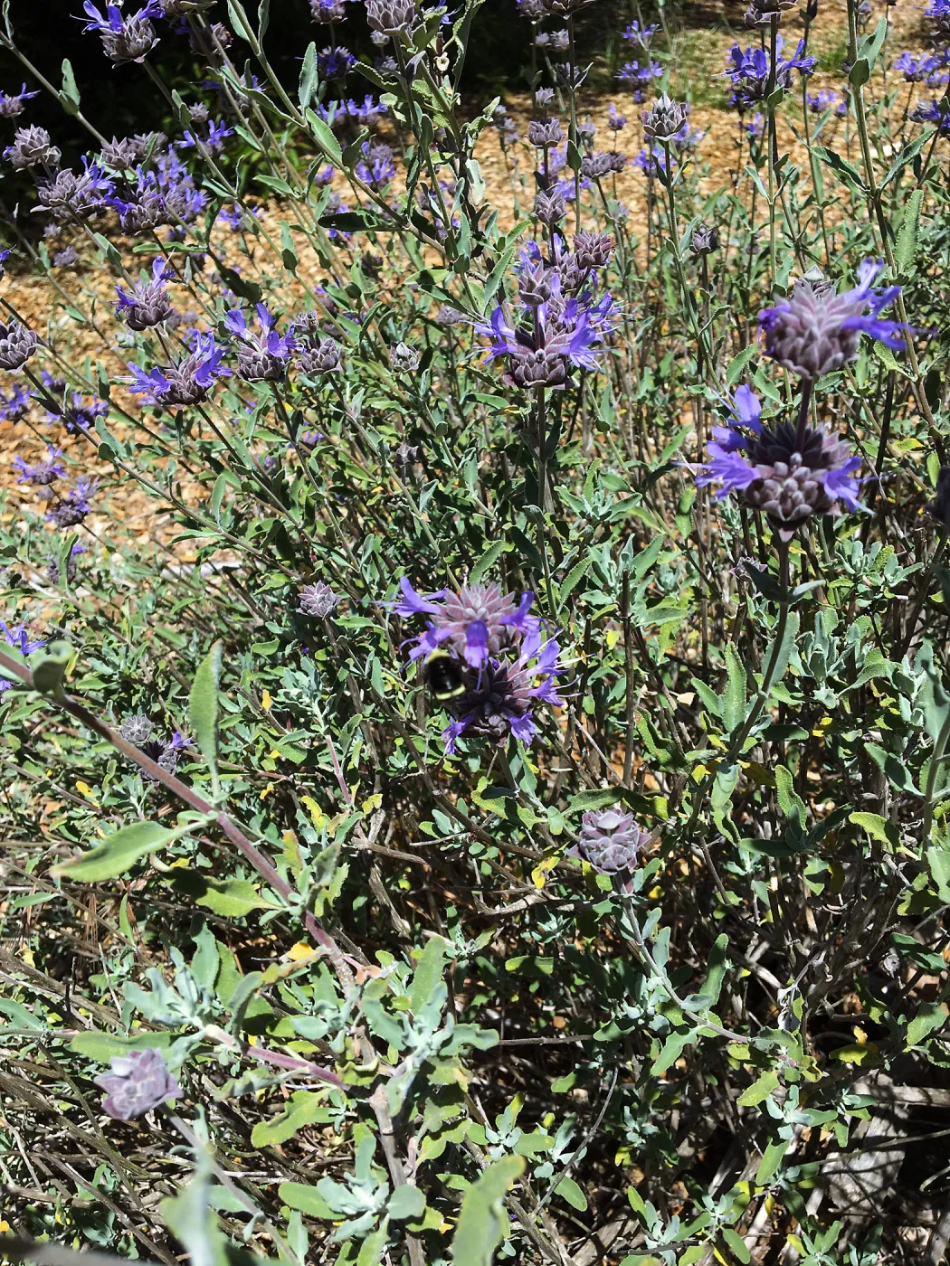 Salvia (Sage) Allen Chickering at Tunnel Triangle