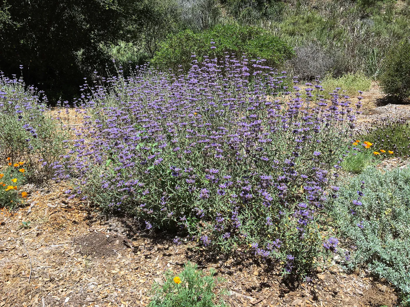 North end on Tunnel Triangle with Salvia (Sage) Allen Chickering