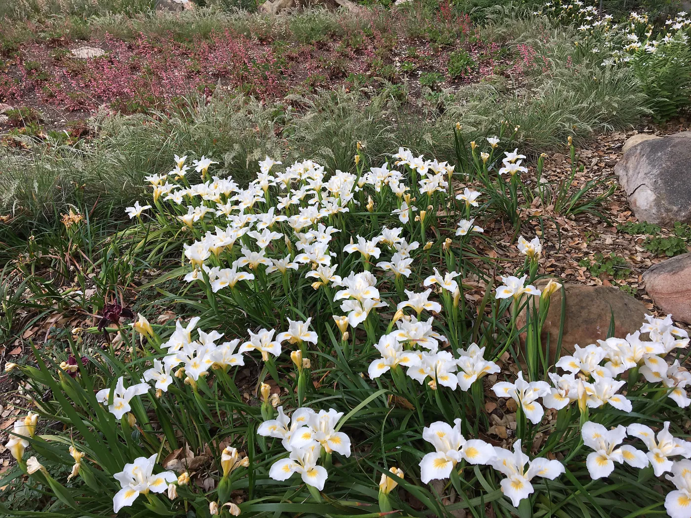 Iris Canyon Snow at Wooded Dell