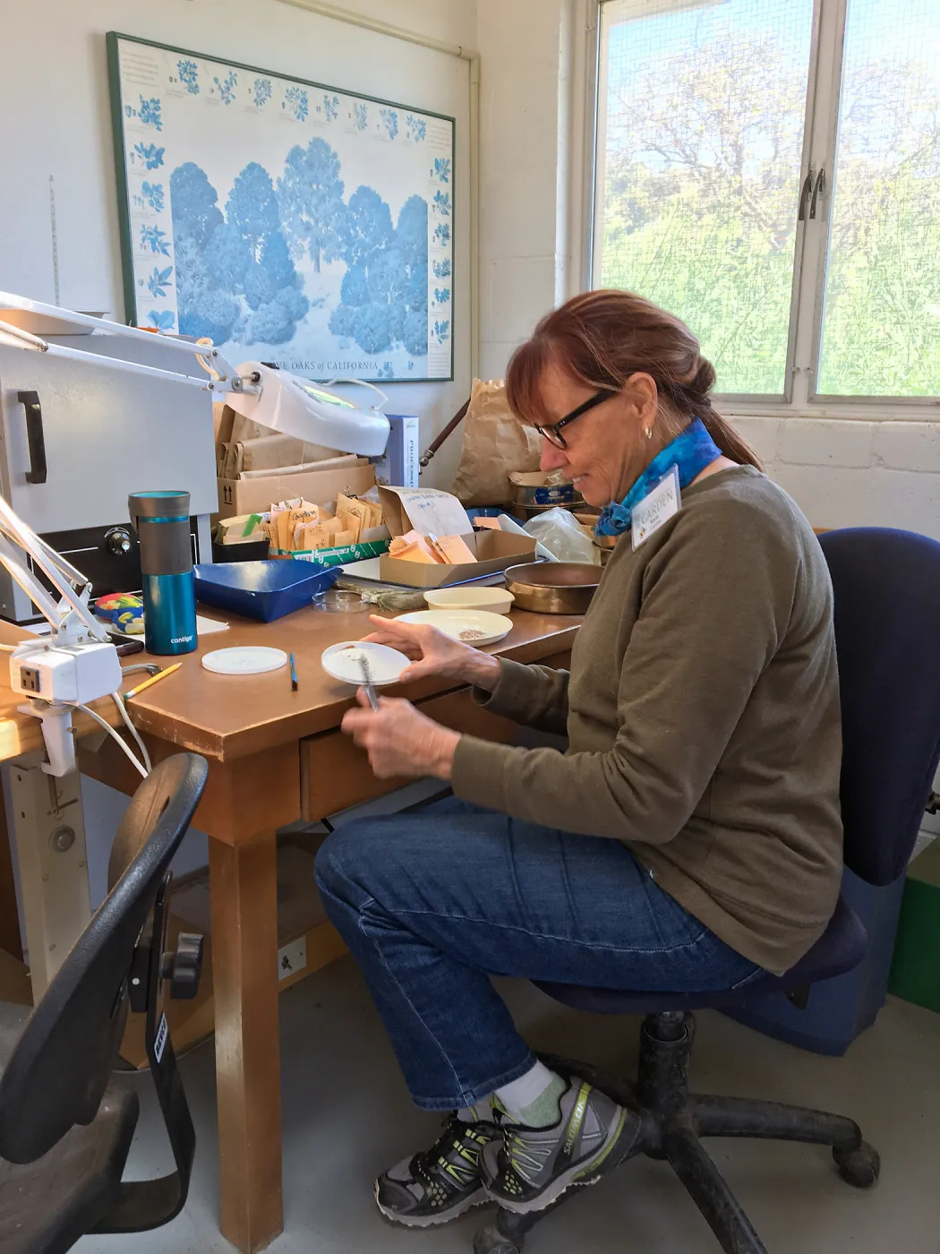 Karin Hodin cleaning seed at the Hort Unit