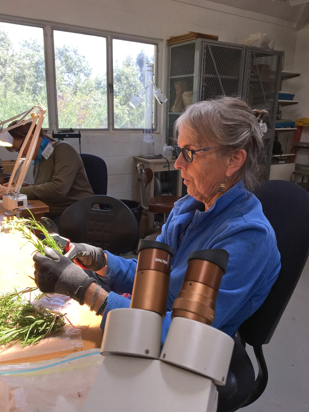 Bonnie Whitney preparing cuttings at the Hort Unit