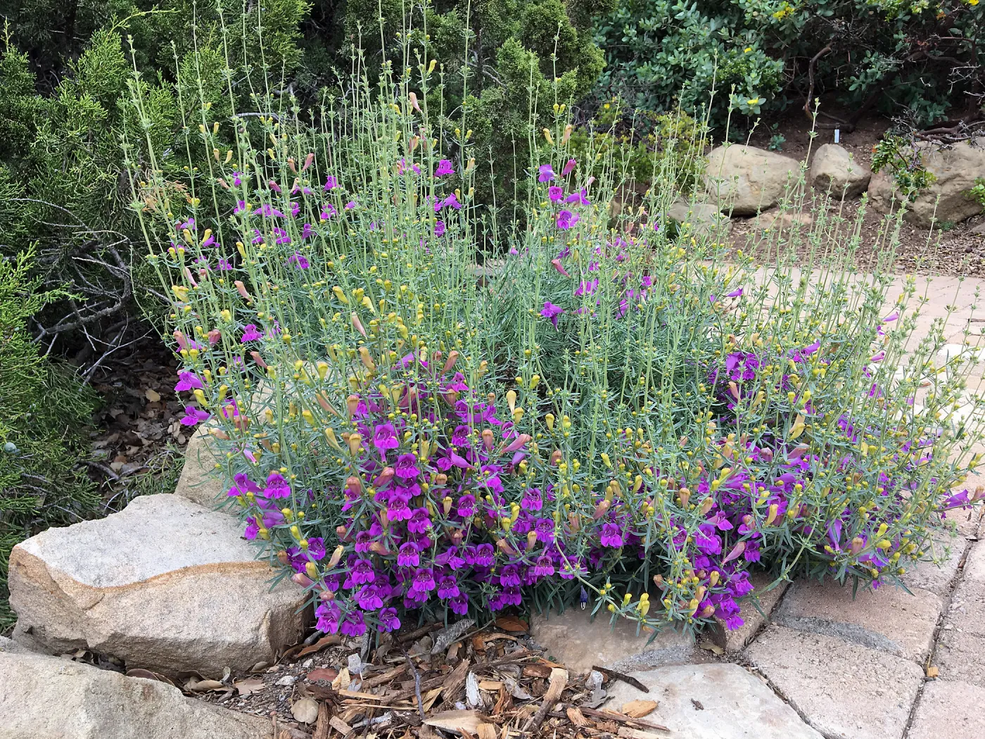 Penstemon heterophyllus, 08-247 on east side of Meadow