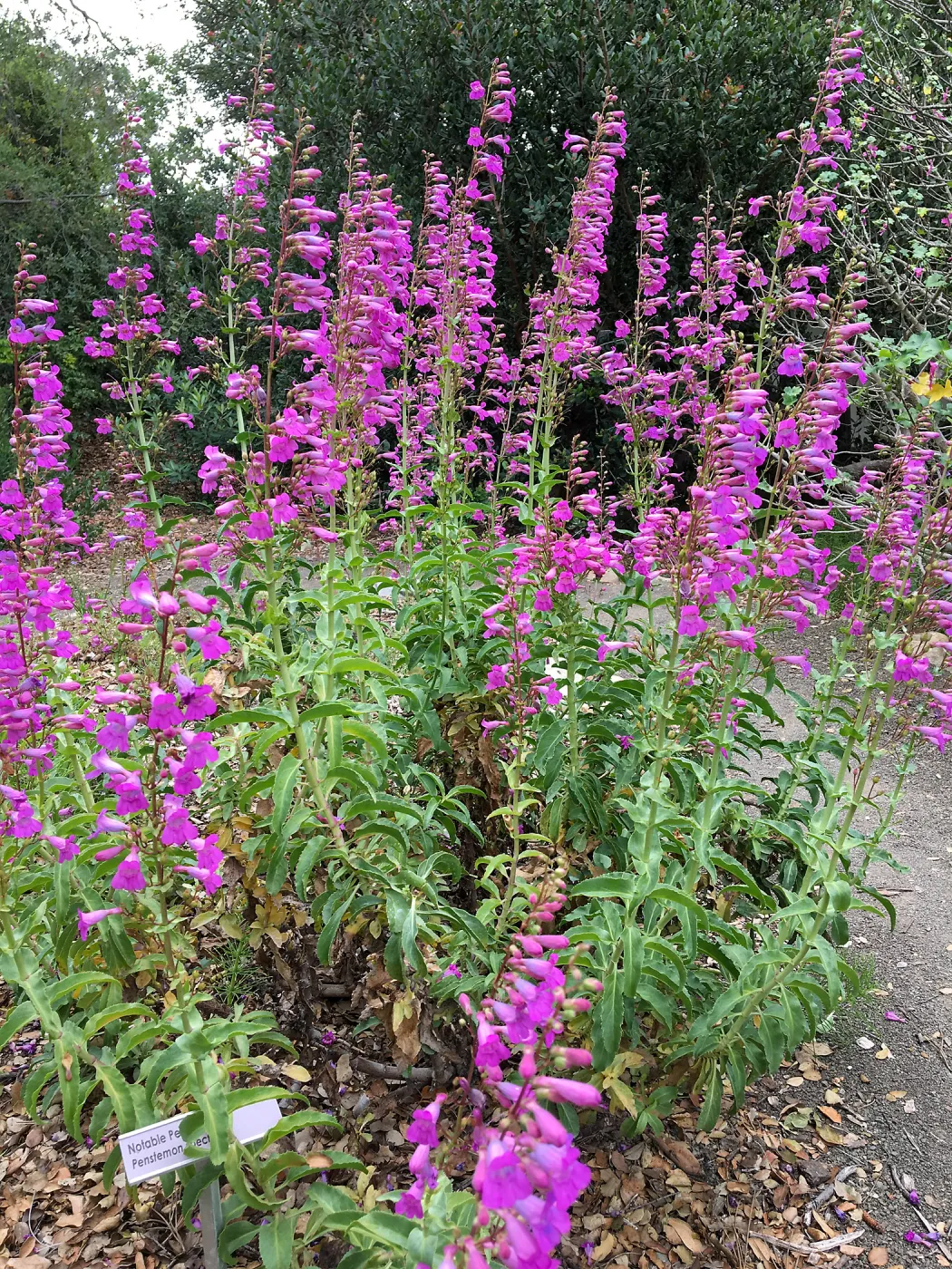 Penstemon spectabilis volunteer, old Conservation display