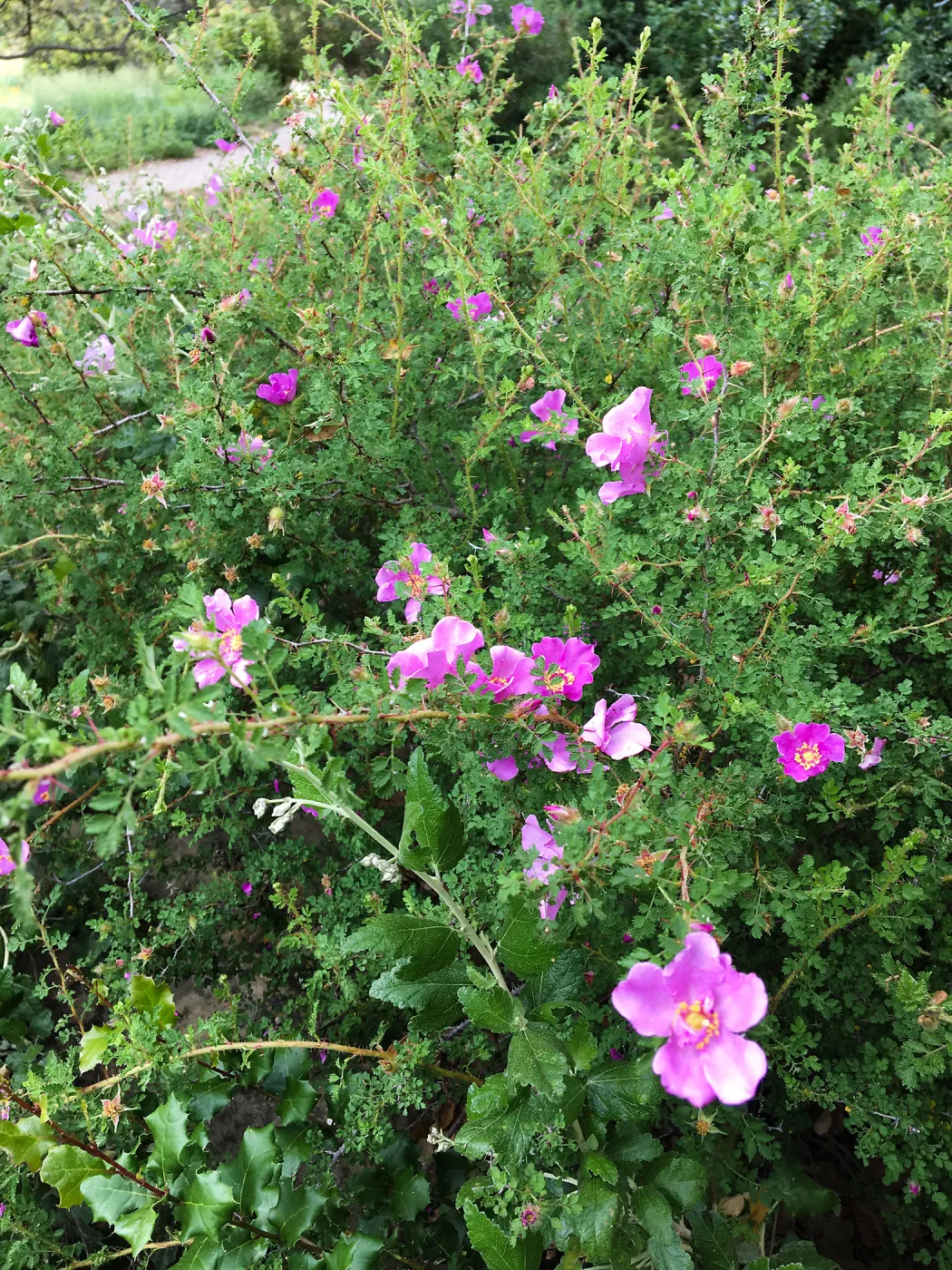 Rosa minutifolia in old Conservation Display