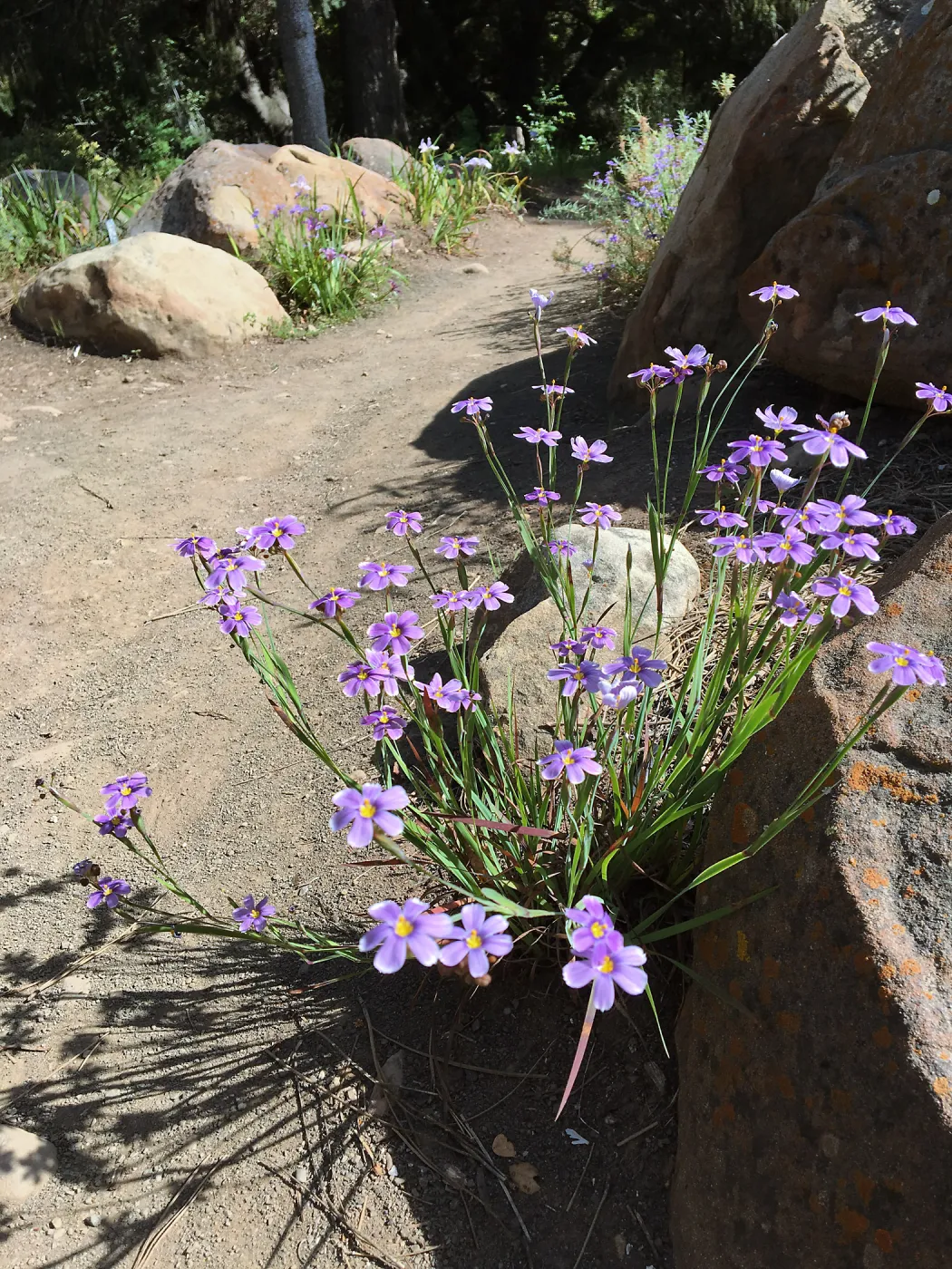 Sisyrinchium bellum at SBBG