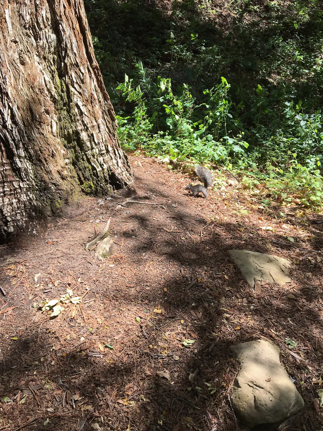 Released orphaned grey squirrel in Redwood section
