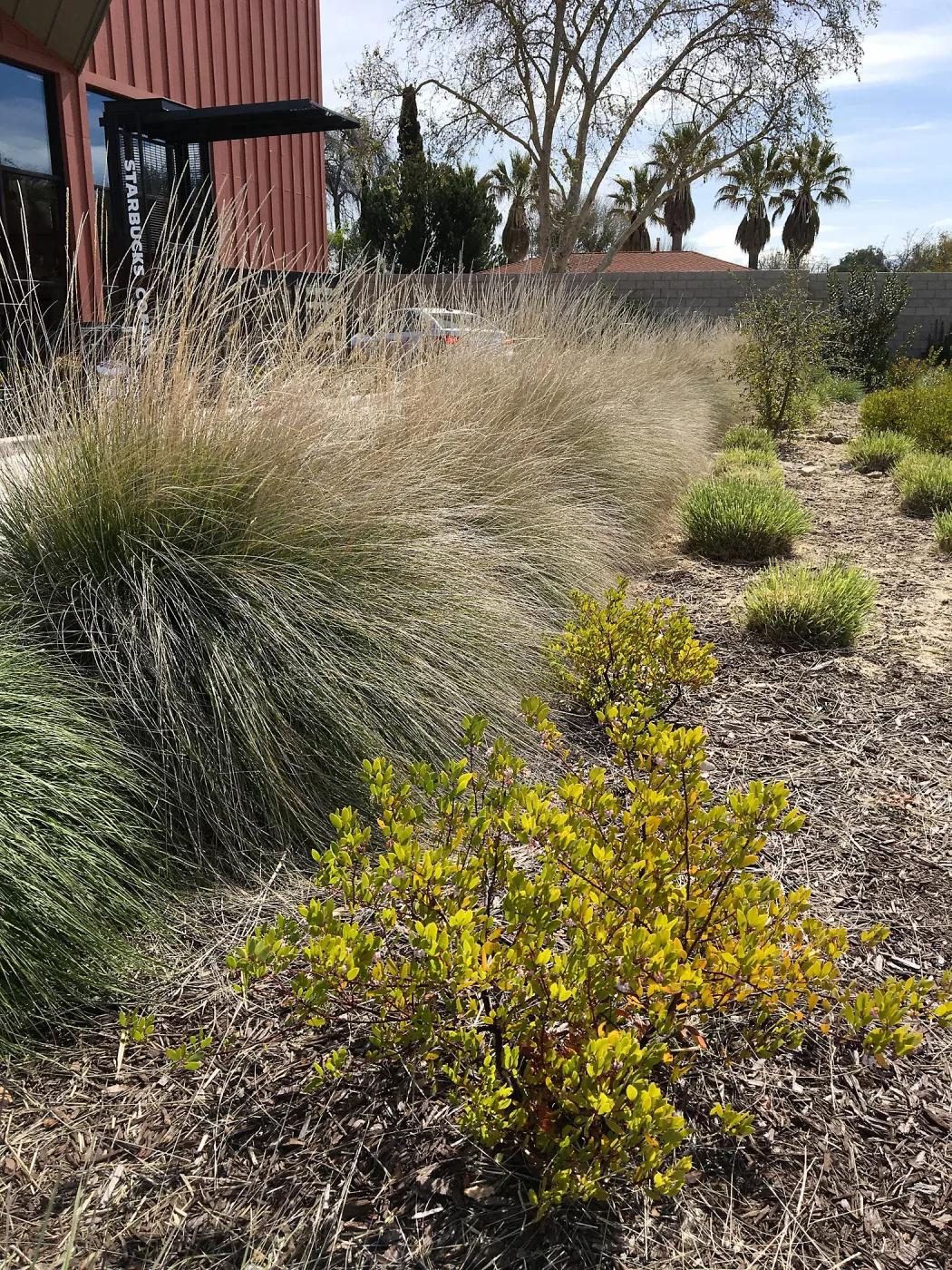 Muhlenbergia rigens and other natives in landscape at Starbucks in Buellton