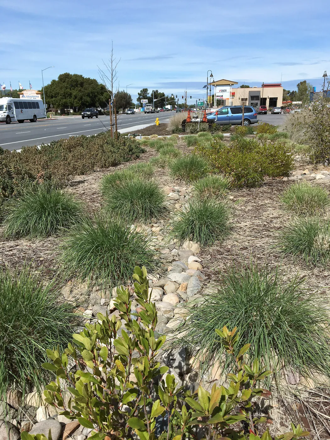 Natives landscape at Starbucks in Buellton