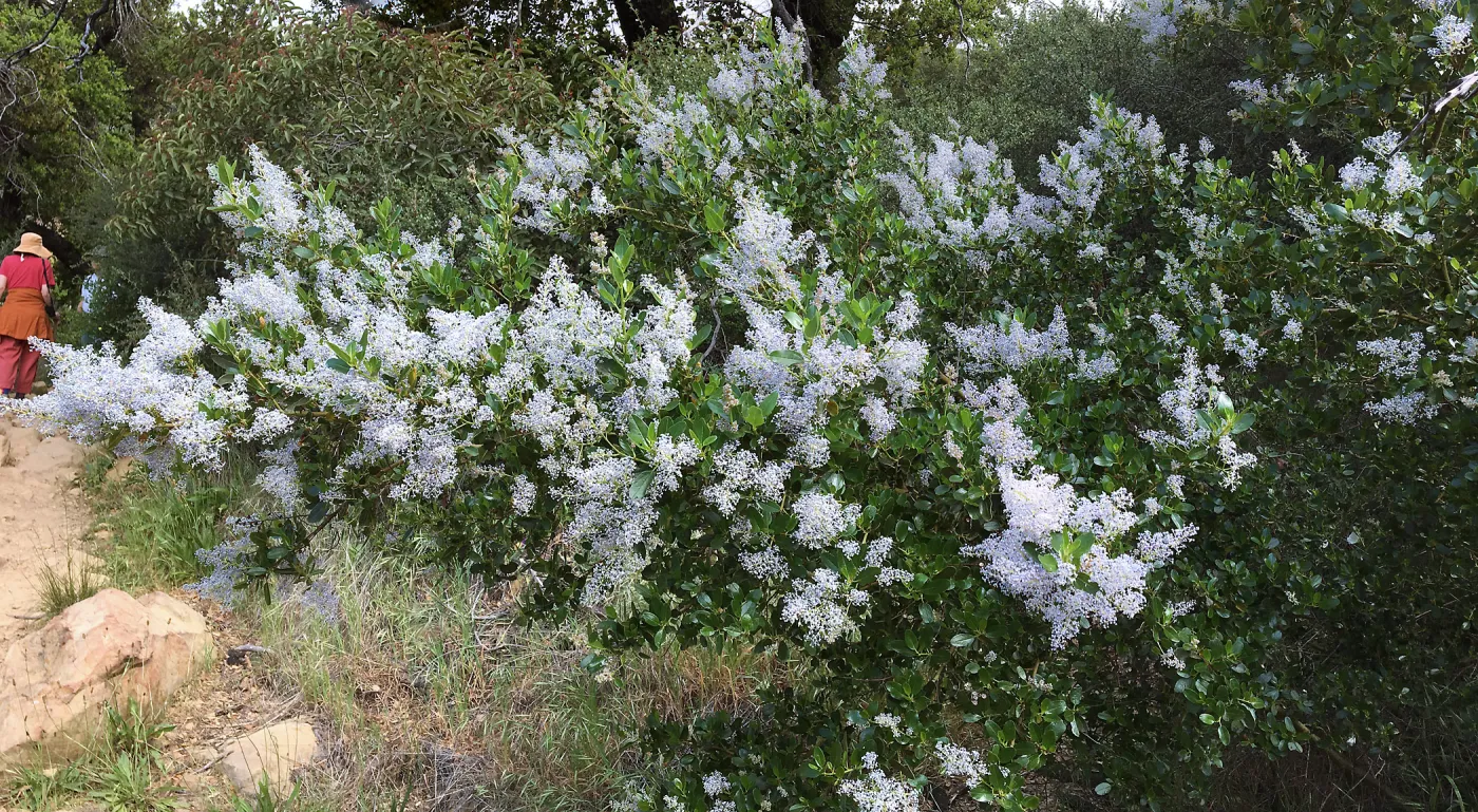 Ceanothus spinosus on Rattlesnake Trail