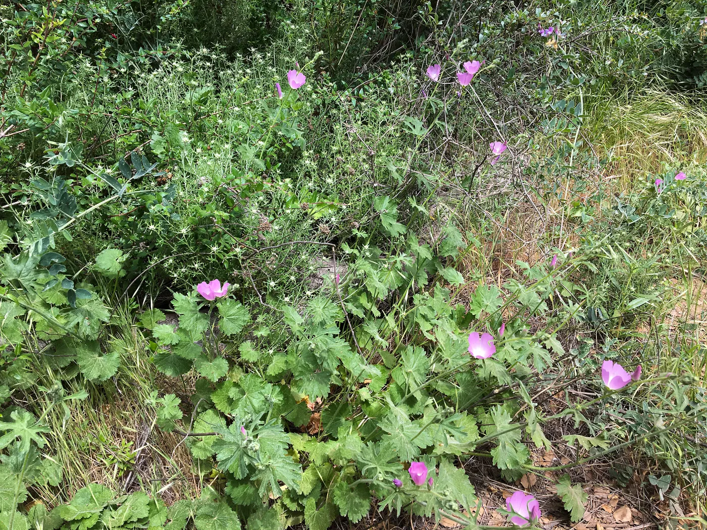 Sidalcea Malviflora on Rattlesnake Trail