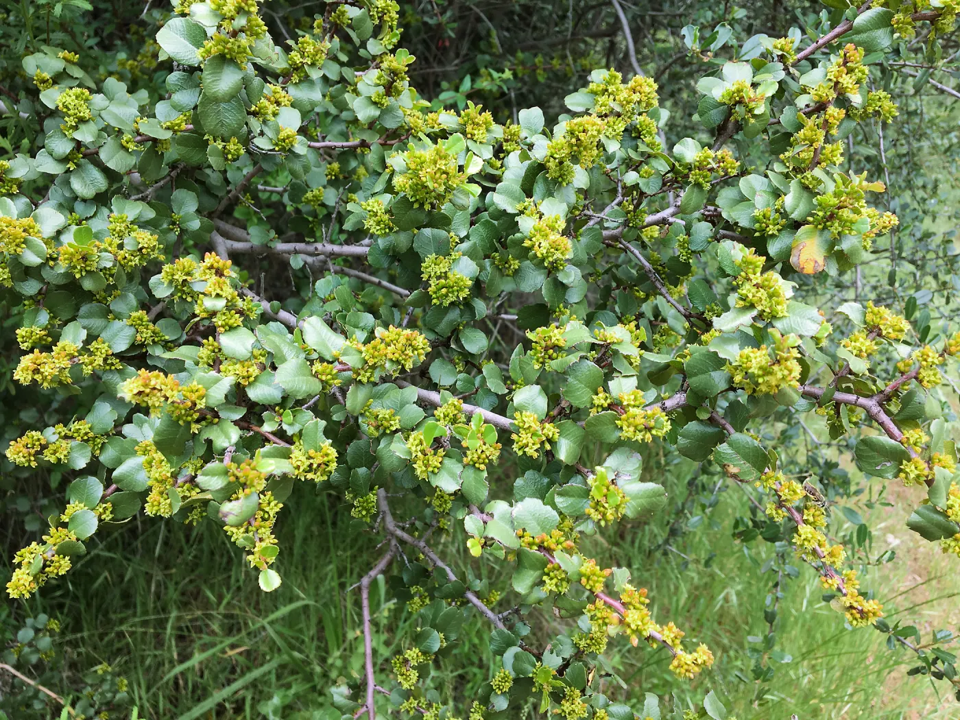 Rhamnus crocea in flower on Rattlesnake Trail