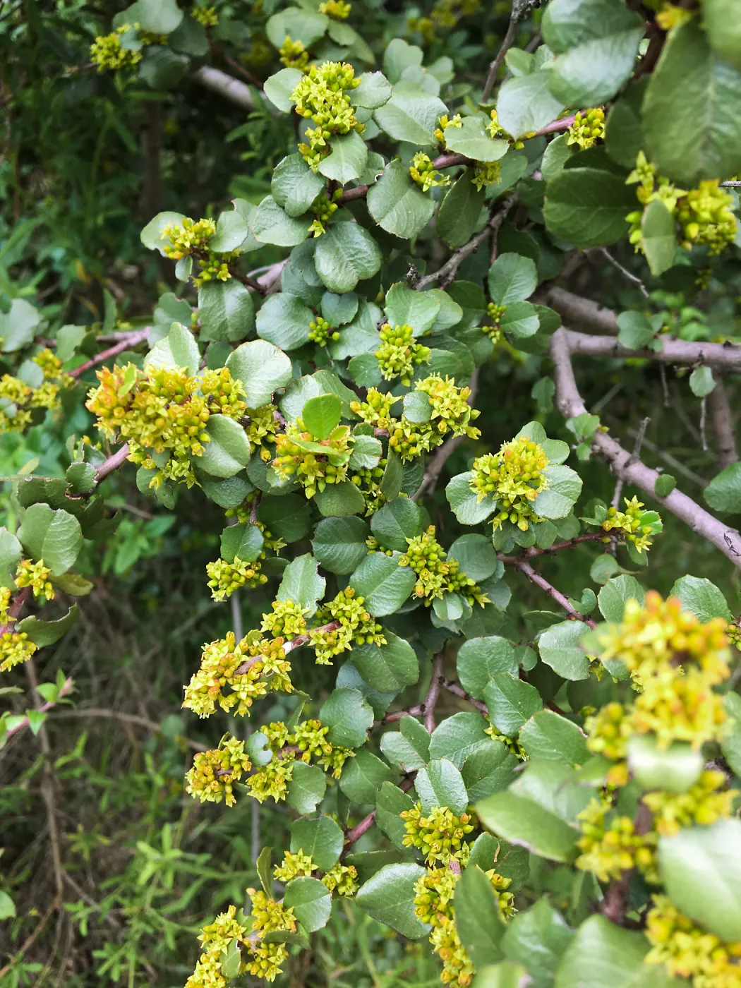 Rhamnus crocea in flower on Rattlesnake Trail