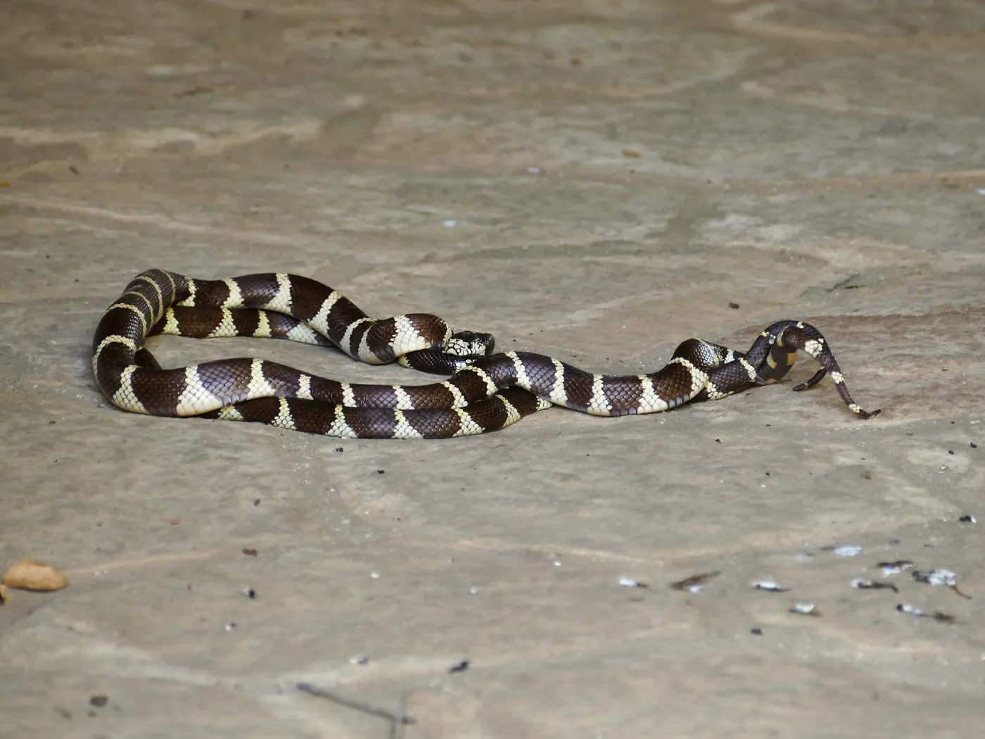 King snakes mating in the Information Kiosk
