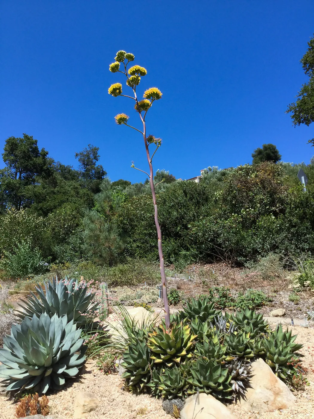Agave margaritae in the Dudleya Display