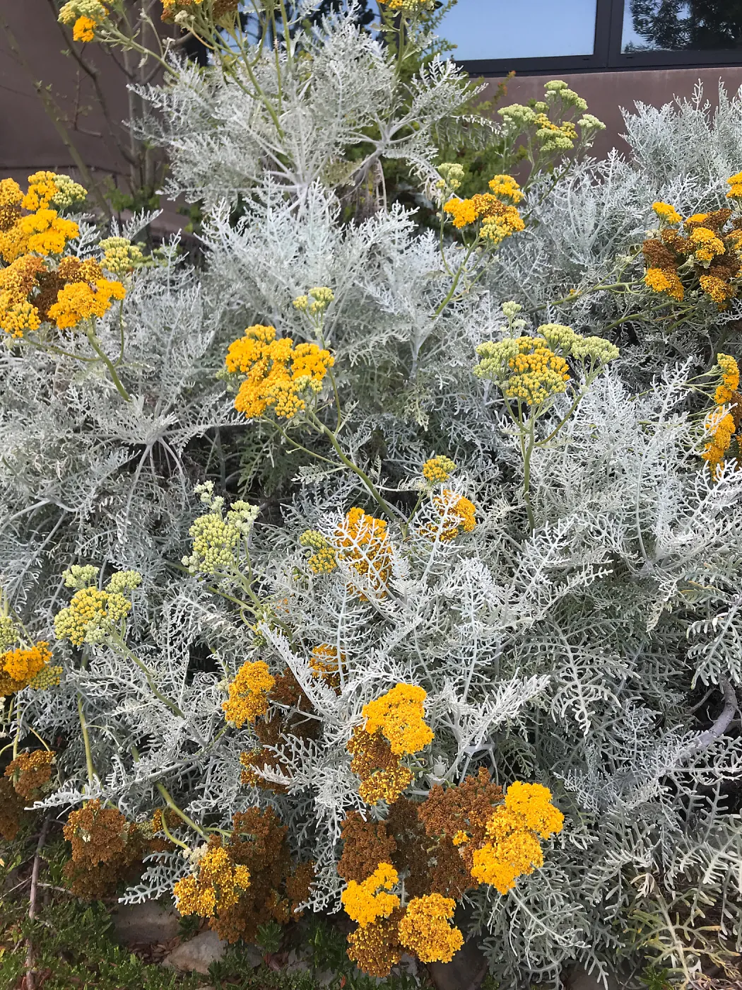 Canyon Silver Silver-lace