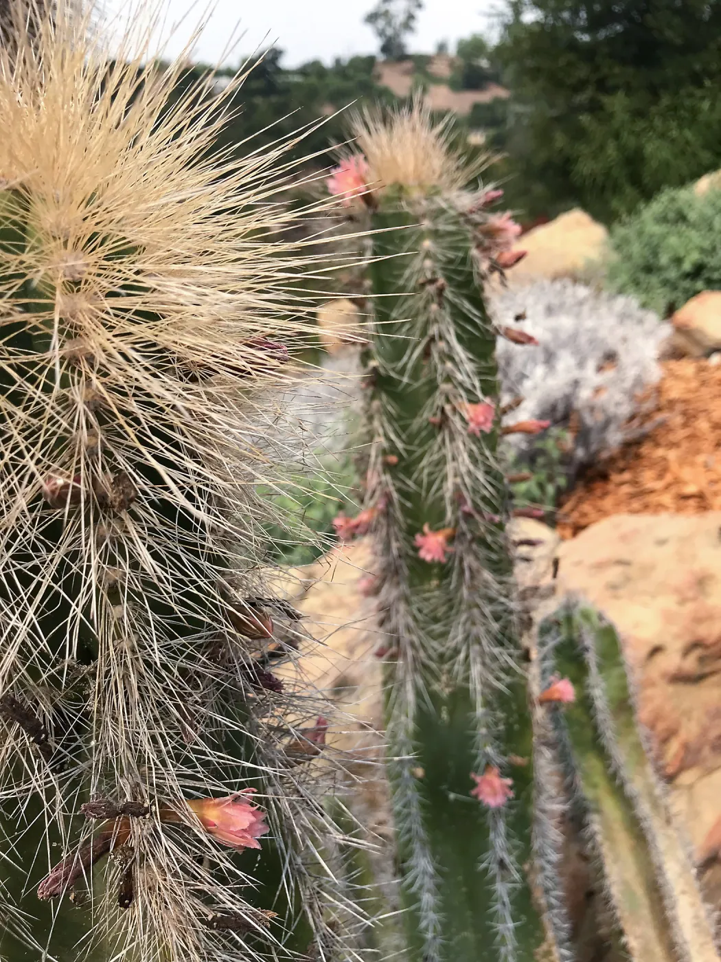 Relocated senita cactus blooms for the first time in the Island View Garden