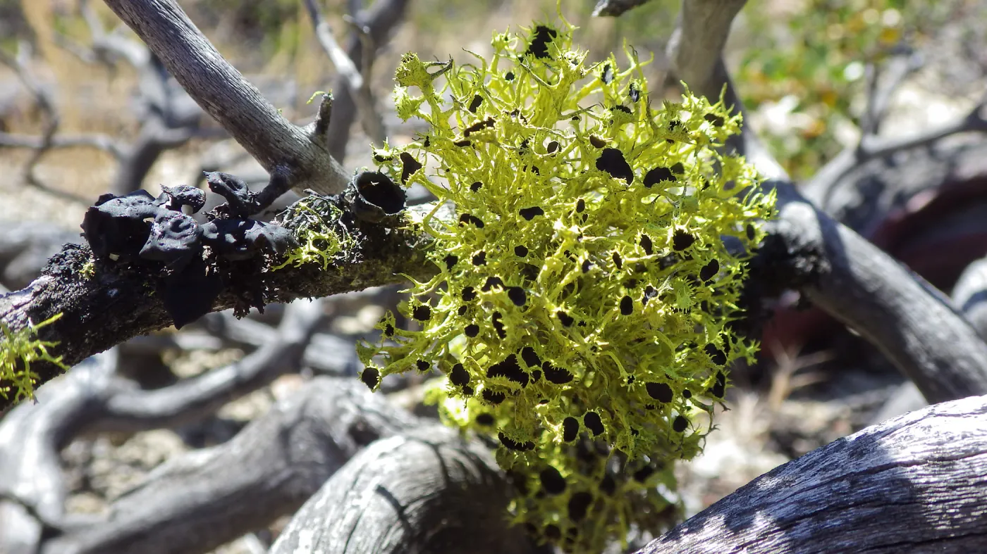 A beautiful wolf lichen (Letharia columbiana) growing on wood in the Ventana Wilderness