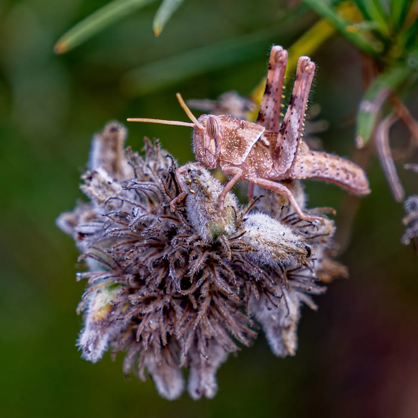 Grasshopper, Wooded Dell