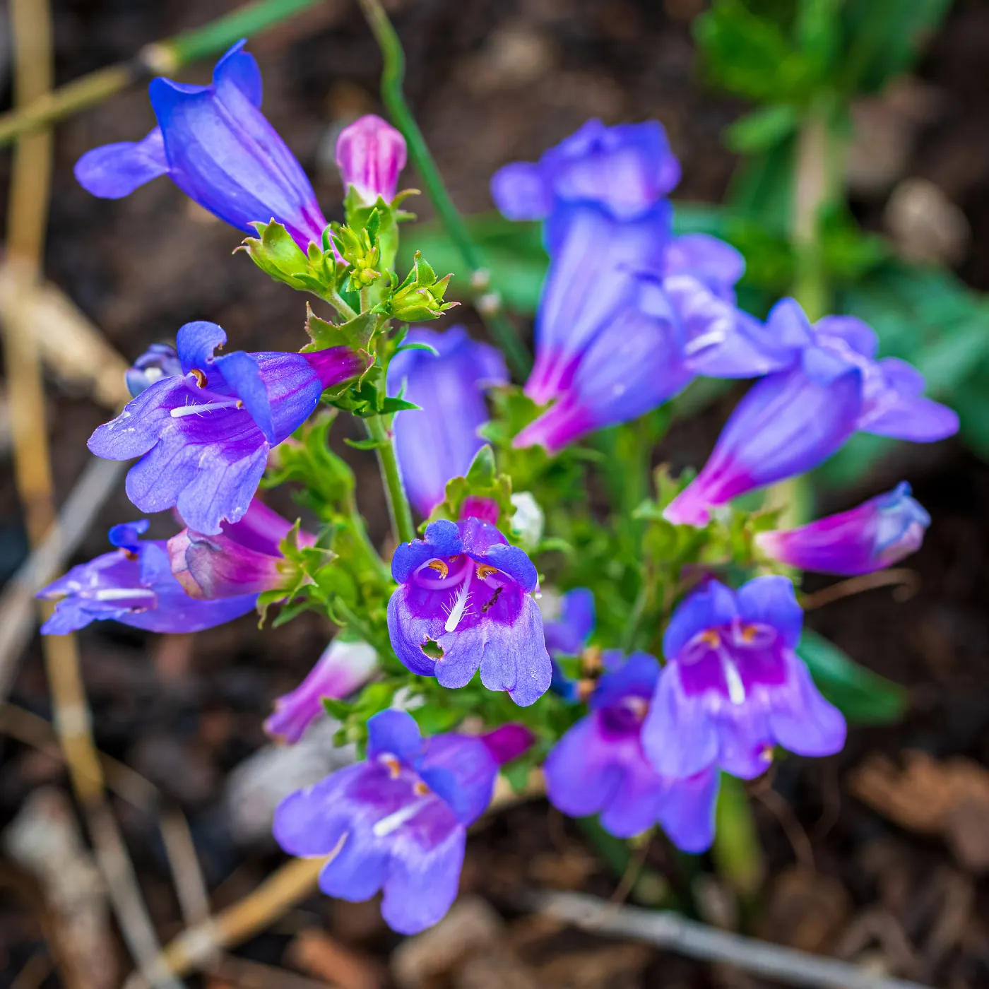 Blue Gem Foothill Penstemon