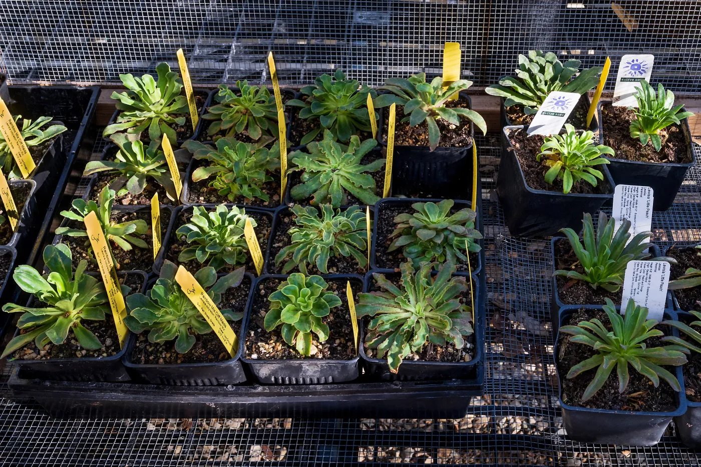Plants in Garden Growers Nursery