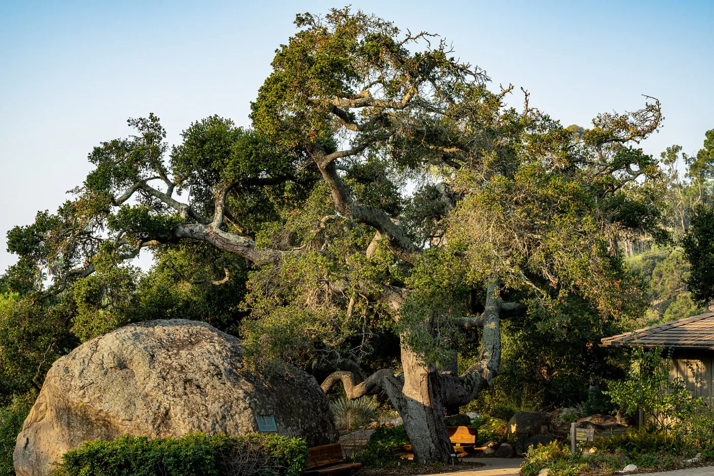 Coast Live Oak between the Blaksley Boulder and the Information Kiosk