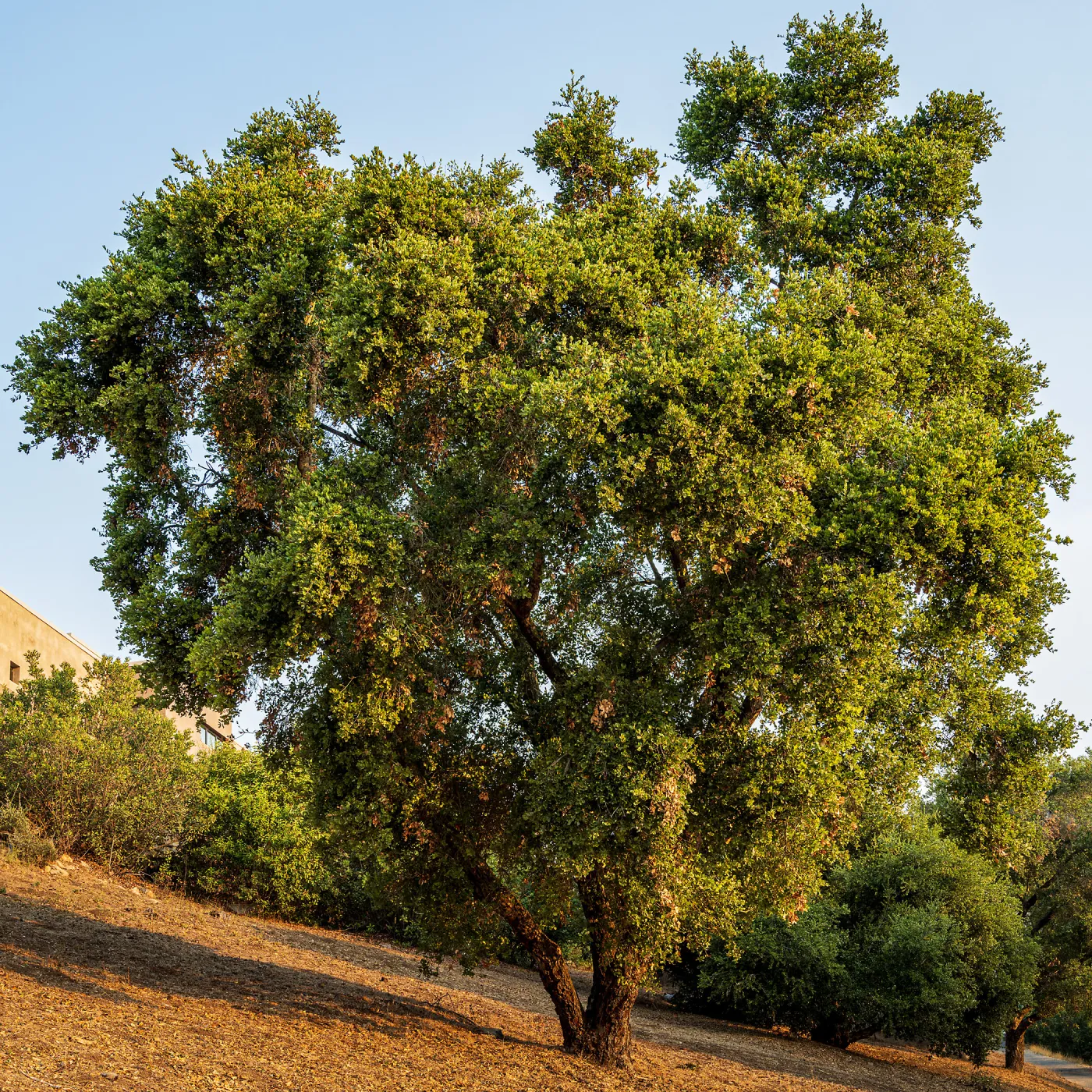 Coast Live Oak on the East Slope