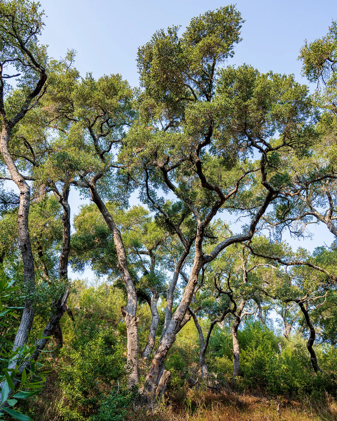 Oak Trees (Coastal Live Oak) in the Canyon