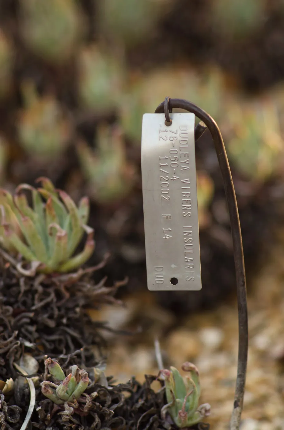 Plant Accession Label