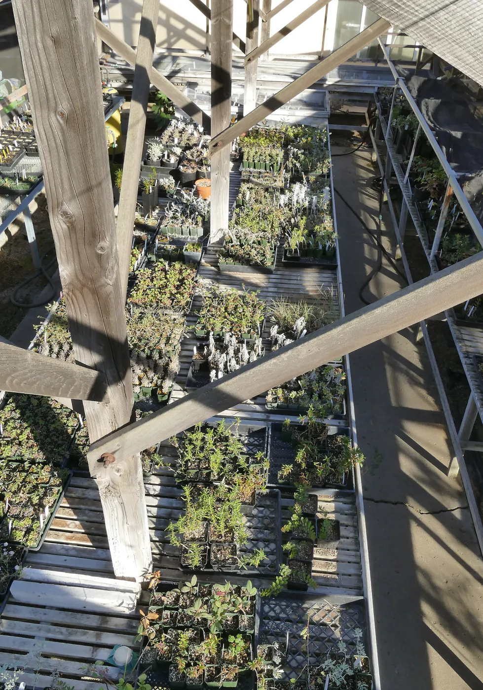 Liner House at Horticulture Unit