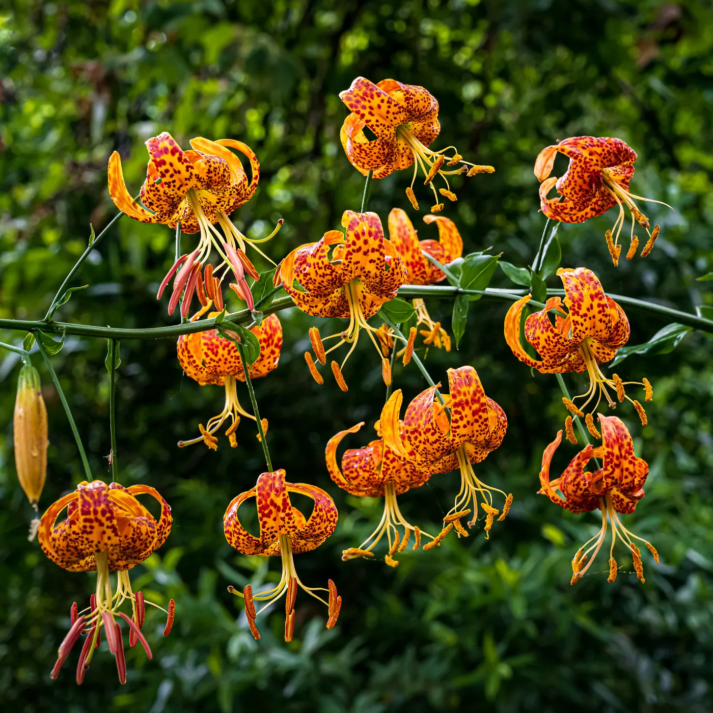 Humboldt's Lilies in the Redwood Section