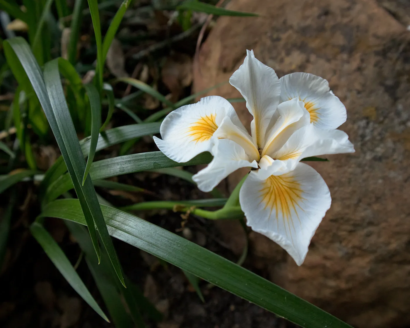 Iris Douglasiana â€˜Canyon Snow'