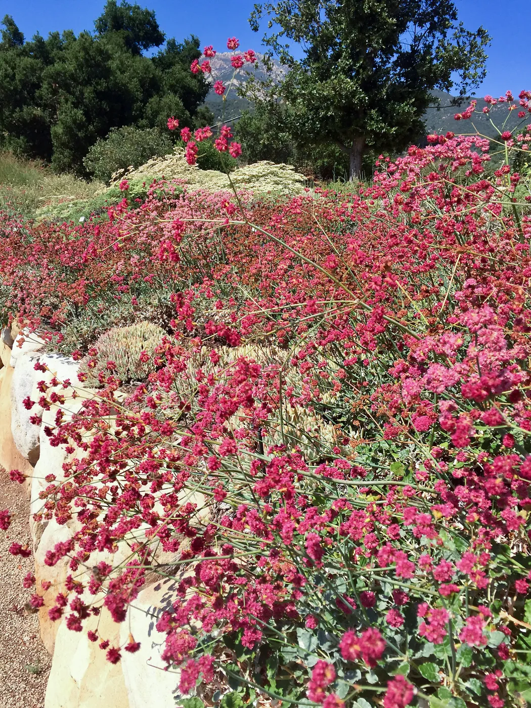 Buckwheat in (wild buckwheat) Island View Garden