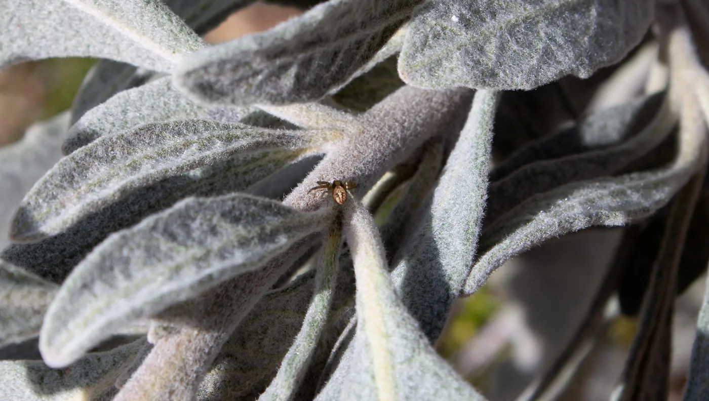 Crab spider on Eriodictyon (Yerba santa), East Camino Cielo Rd, Santa Barbara, CA, Thomas Fire Survey - Mapping Recovery project