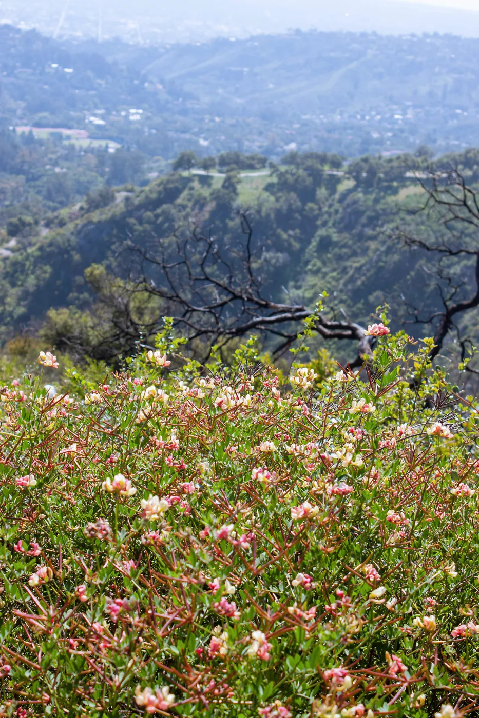 Acmispon grandiflorus covering a post-burn slope with burned tree skeleton in background, Cold Springs Trail, Santa Barbara, CA, Thomas Fire Survey - Mapping Recovery project