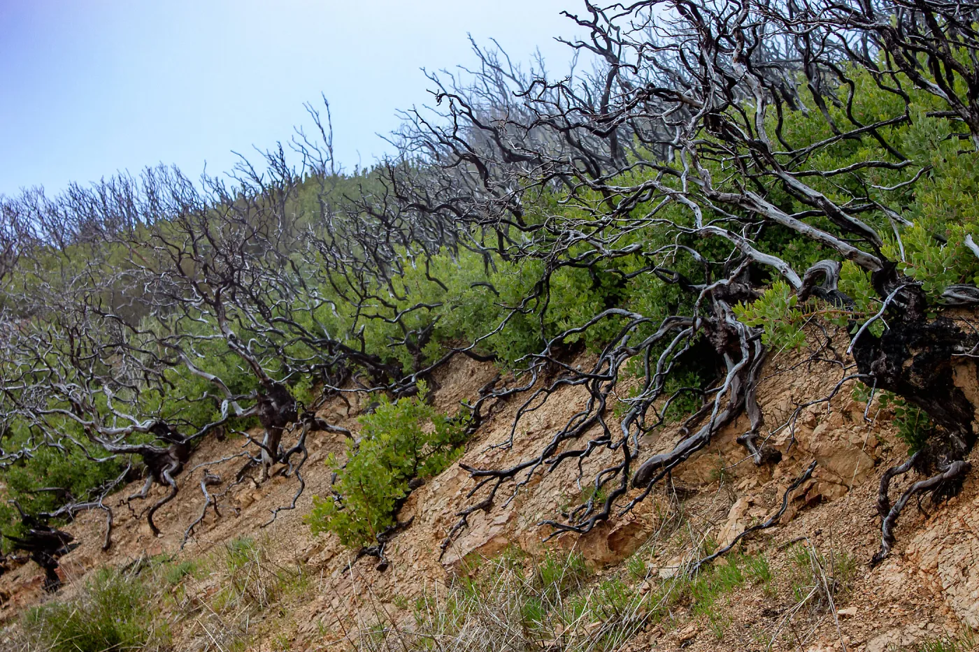 Arctostaphylos (Manzanita) skeletons in post-burn chaparral, East Camino Cielo Rd, Santa Barbara, CA, Thomas Fire Survey - Mapping Recovery project