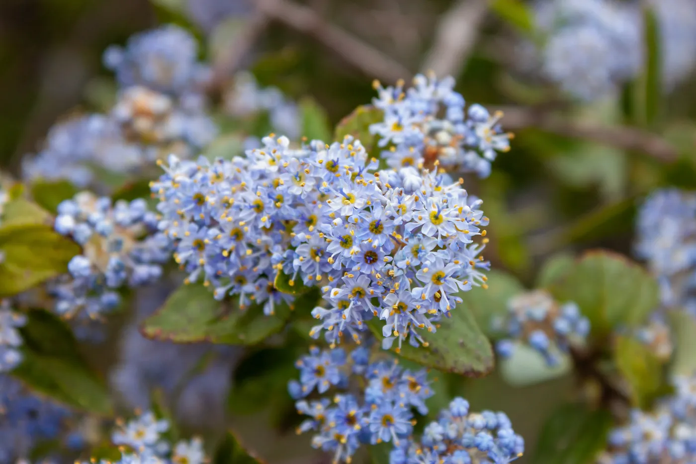 Ceanothus oliganthus in bloom, East Camino Cielo Rd, Santa Barbara, CA, Thomas Fire Survey - Mapping Recovery project
