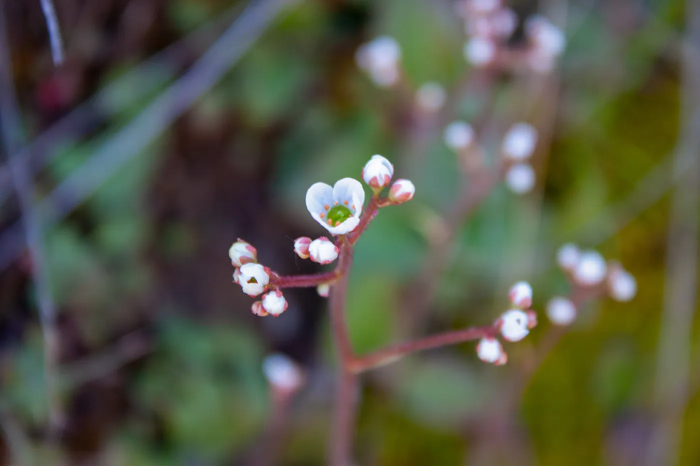 Micranthes californica (California saxifrage), East Camino Cielo Rd, Santa Barbara, CA, Thomas Fire Survey - Mapping Recovery project