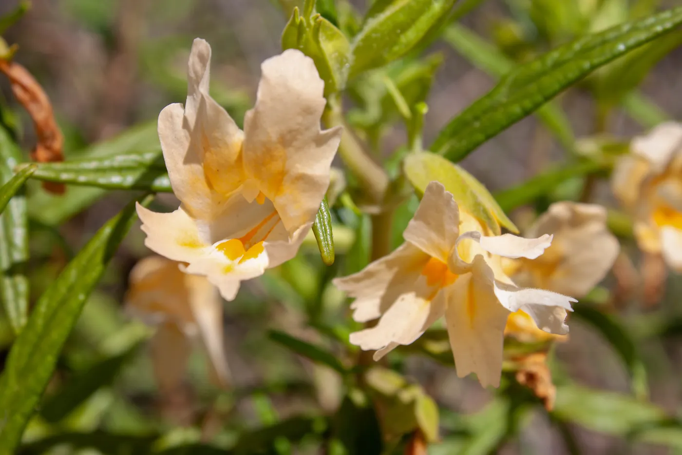 Diplacus longiflorus , Valley View Preserve, Ojai, California, Thomas Fire Survey - Mapping Recovery project