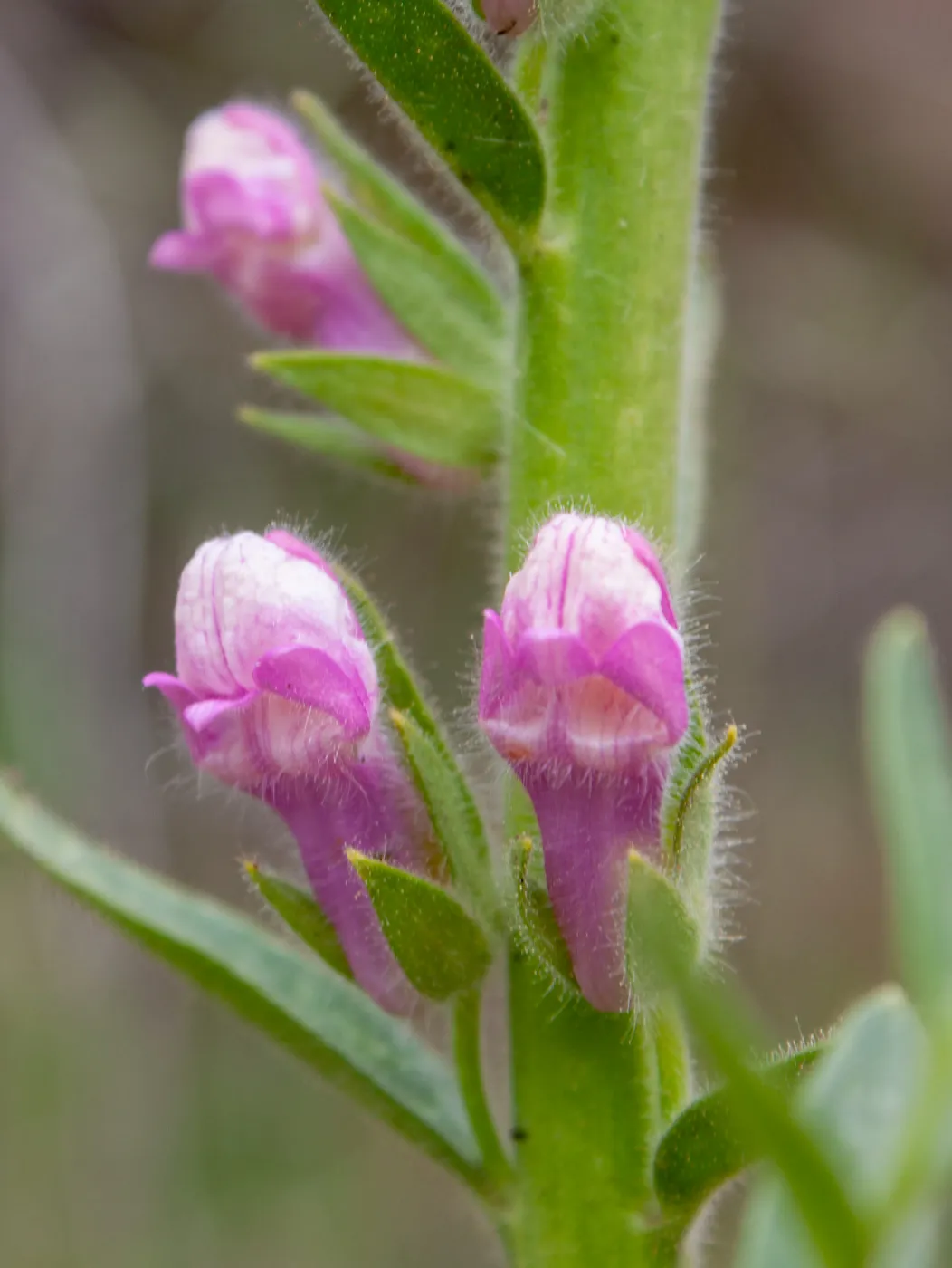 Antirrhinum multiflorum flowers, Valley View Preserve, Ojai, California, Thomas Fire Survey - Mapping Recovery project