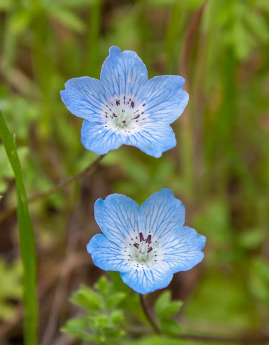 Nemophila menziesii (baby blue eyes), Valley View Preserve, Ojai, California, Thomas Fire Survey - Mapping Recovery project
