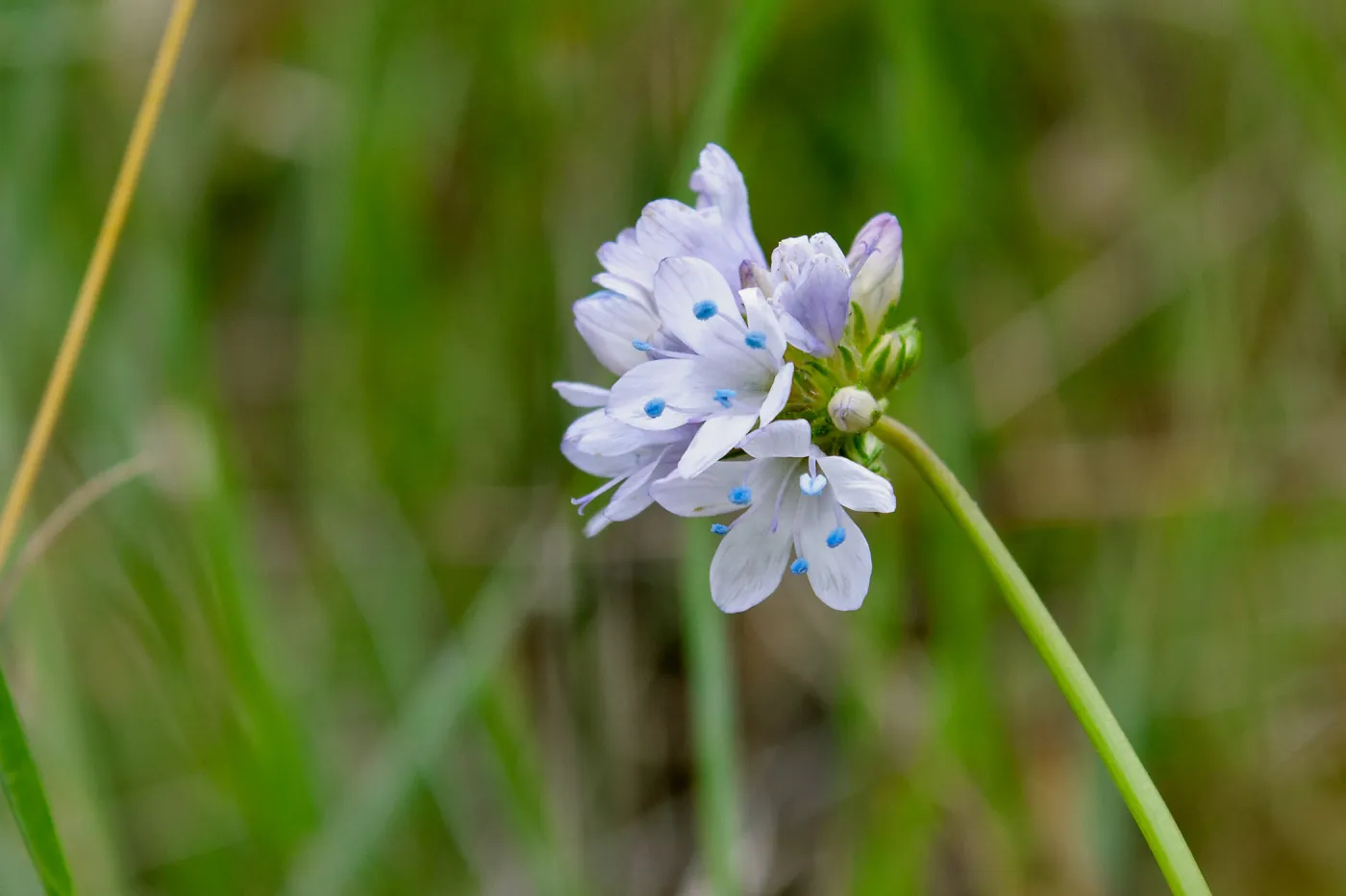 Gilia species, Valley View Preserve, Ojai, California, Thomas Fire Survey - Mapping Recovery project