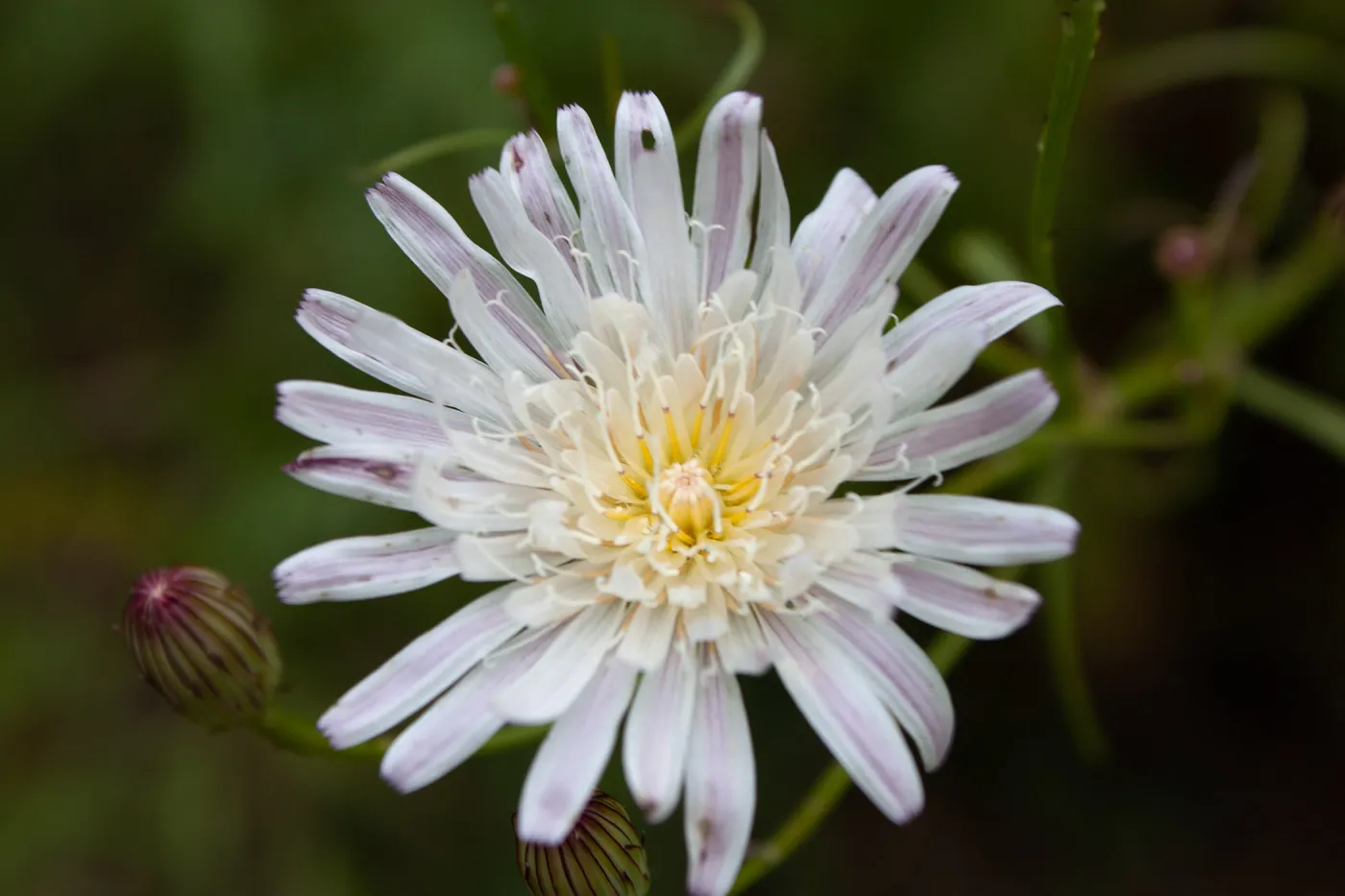 Malacothrix saxatilis, Valley View Preserve, Ojai, California, Thomas Fire Survey - Mapping Recovery project