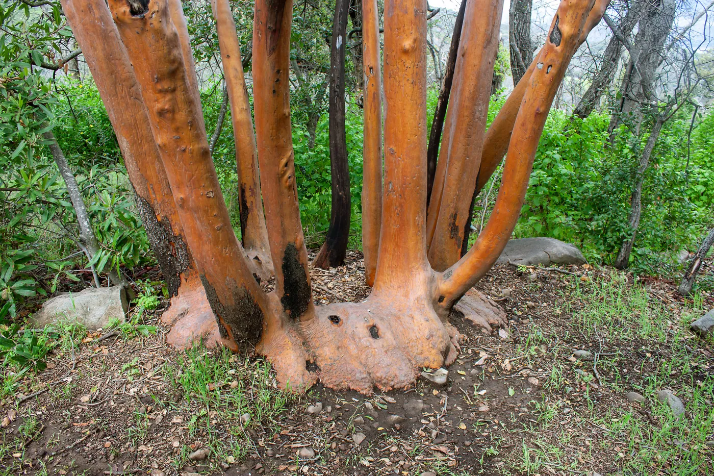 Ring of madrone stems, Tequepis Trail, Santa Barbara, California, Whittier Fire Survey - Mapping Recovery Project