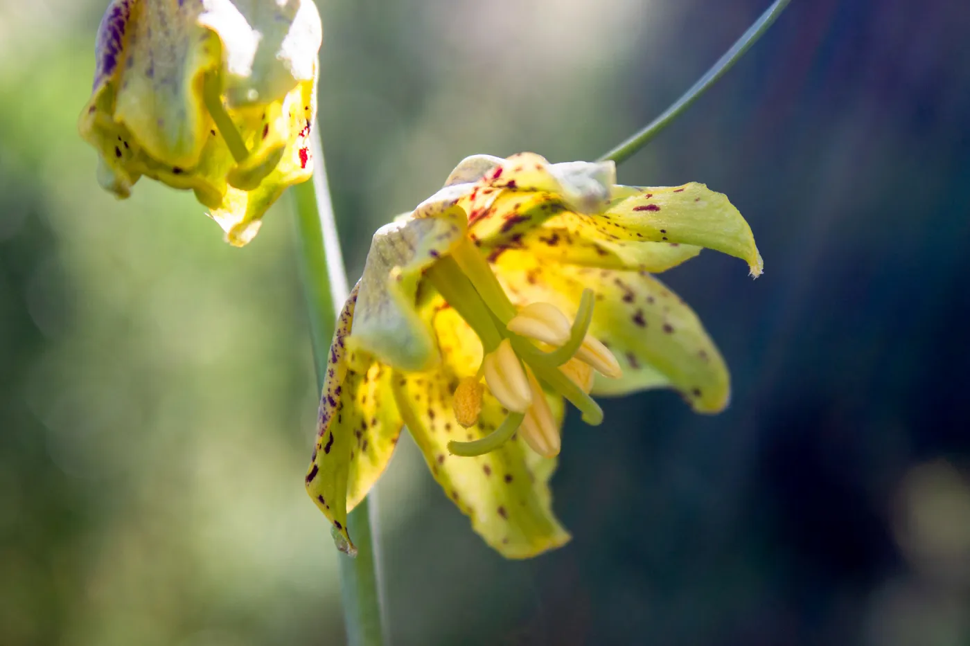 Fritillaria ojaiensis, rare plant (1B.2), Tequepis Trail, Santa Barbara, California, Whittier Fire Survey - Mapping Recovery Project