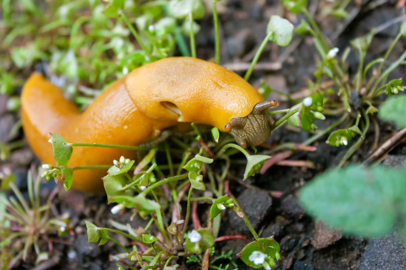 Banana slug (Ariolimax stramineus) on Claytonia, Tequepis Trail, Santa Barbara, California, Whittier Fire Survey - Mapping Recovery Project