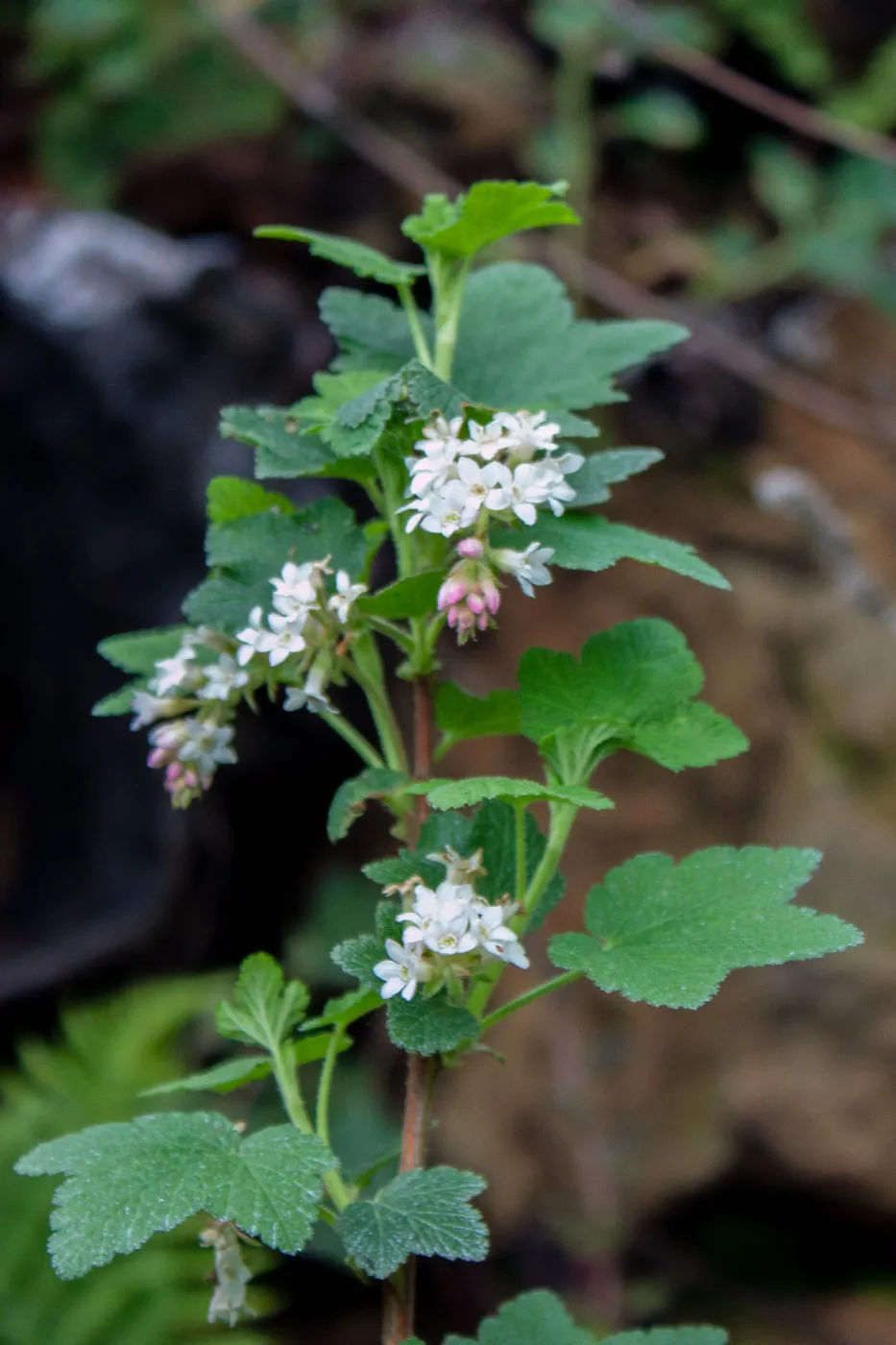 Ribes malvaceum , Tequepis Trail, Santa Barbara, California, Whittier Fire Survey - Mapping Recovery Project