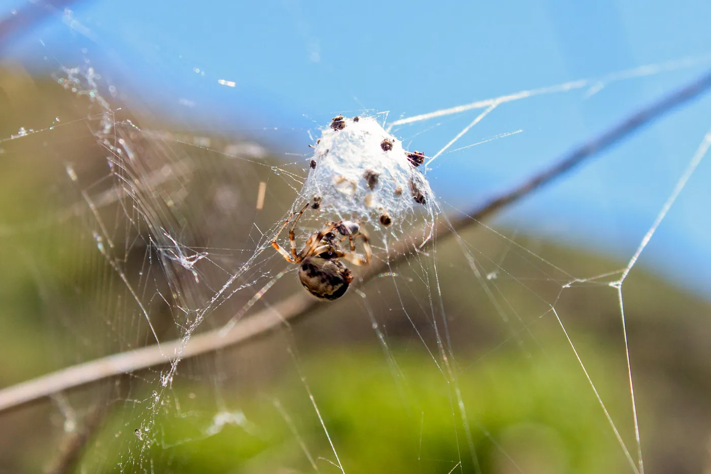 Orbweaver spider, Rattlesnake Canyon, near Matilija Road, Ojai, California, Thomas Fire Survey - Mapping Recovery project