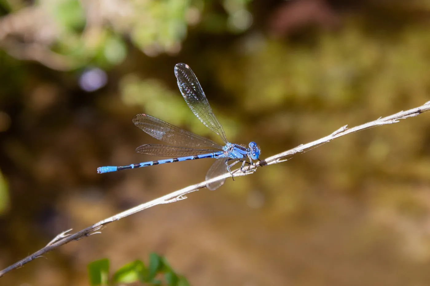 Argia species, a damselfly, Matilija Road, Ojai, California, Thomas Fire Survey - Mapping Recovery project